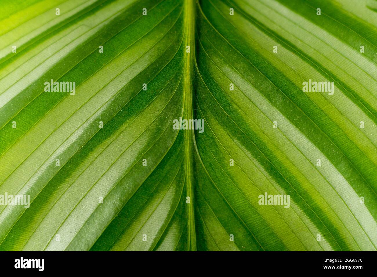 Calathea plant. Green leaf nature concept tropical exotic background pattern texture in high resolution wallpaper close up. House plants Stock Photo