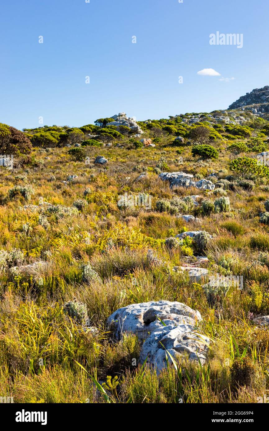 Rugged mountain landscape with fynbos scrub bush flora in Cape Town