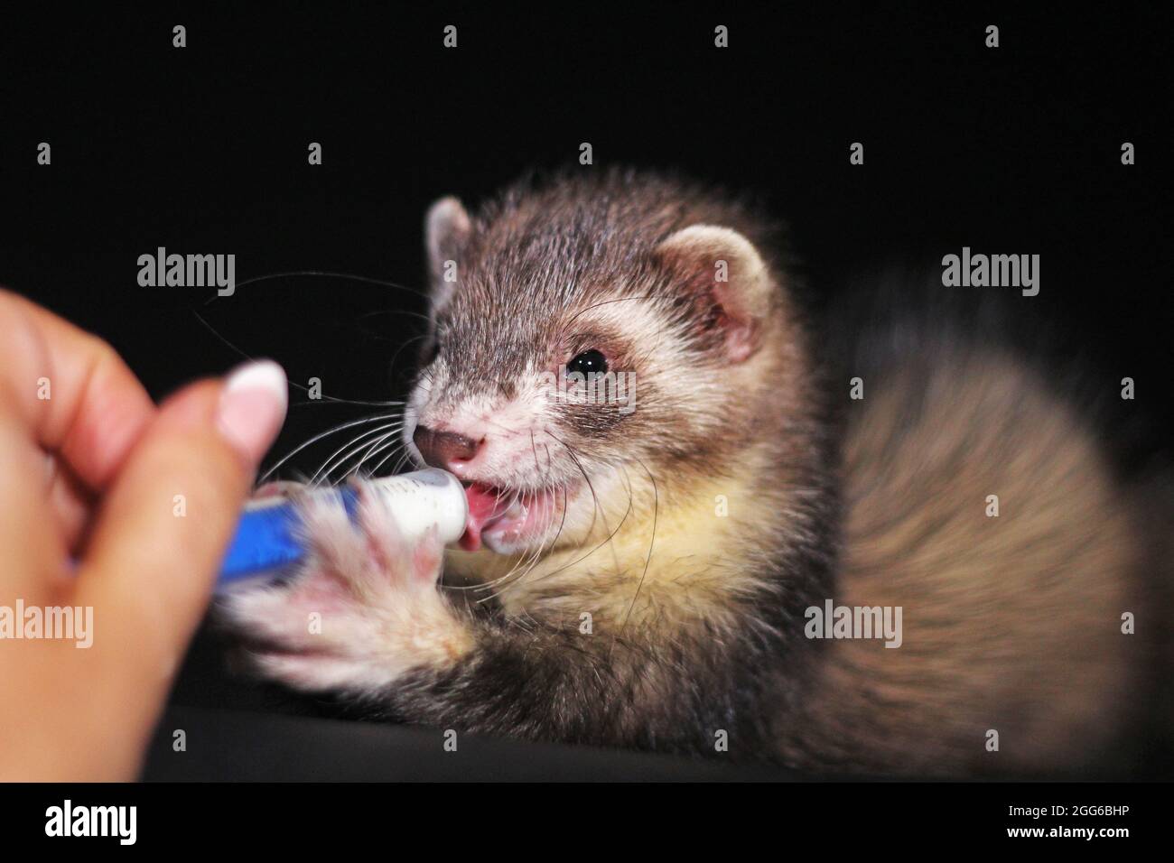 Black sable mitt ferret for on sale sale