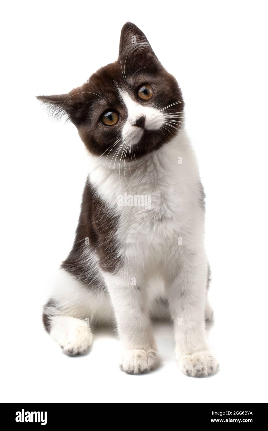A funny spotted black and white kitten with a black nose sits and smiles  isolated on a white background Stock Photo - Alamy