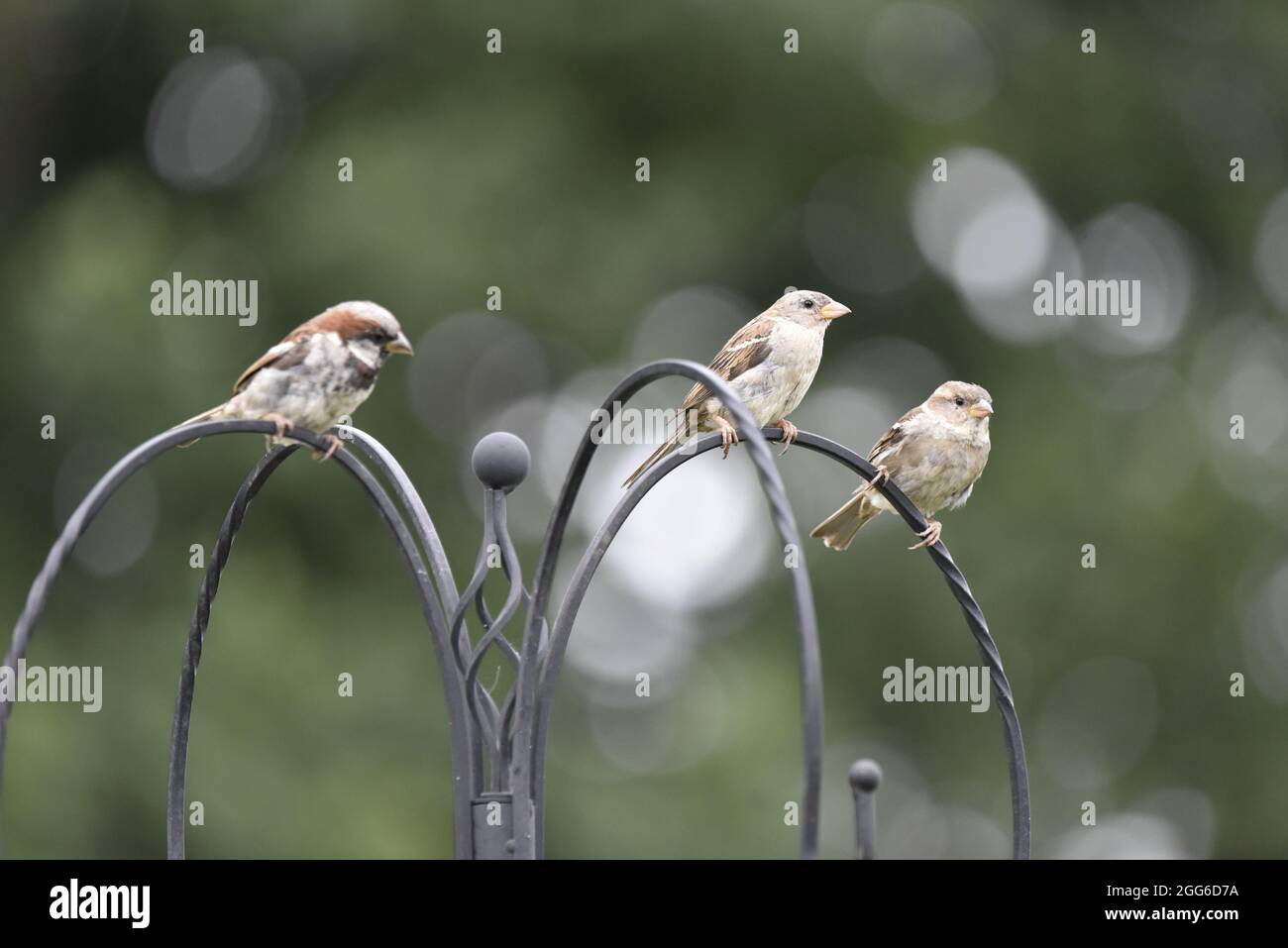 Close-Up of Three House Sparrows (Passer domesticus) in Right-Profile, Perched on Top of a Bird Feeder, with Bokeh Effect Background in Summer in UK Stock Photo