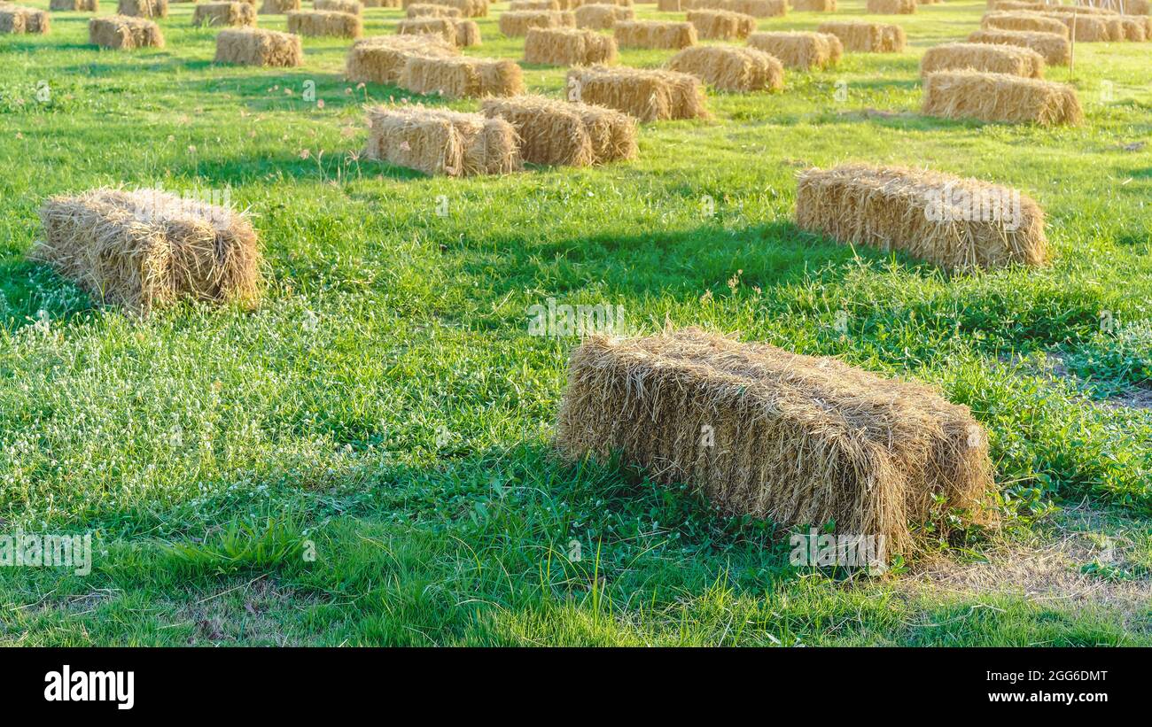 Seats and tables made from straw bales for event and party laid on lawn