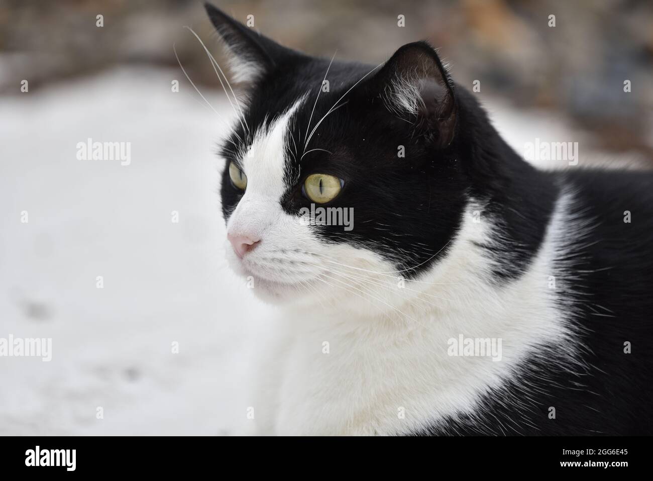 Close-Up Head and Shoulder Outdoor Left-Profile Portrait of a Black and White Domestic Cat (Domesticus cattus) against a White Background in the UK Stock Photo