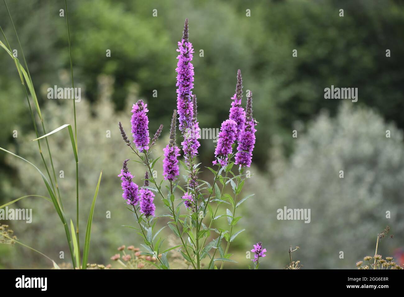 Close-Up Image of Wild Purple Loosestrife (Lythrum salicaria) Flowering Plant Against a Blurred Countryside Background, Taken on a Nature Reserve, UK Stock Photo