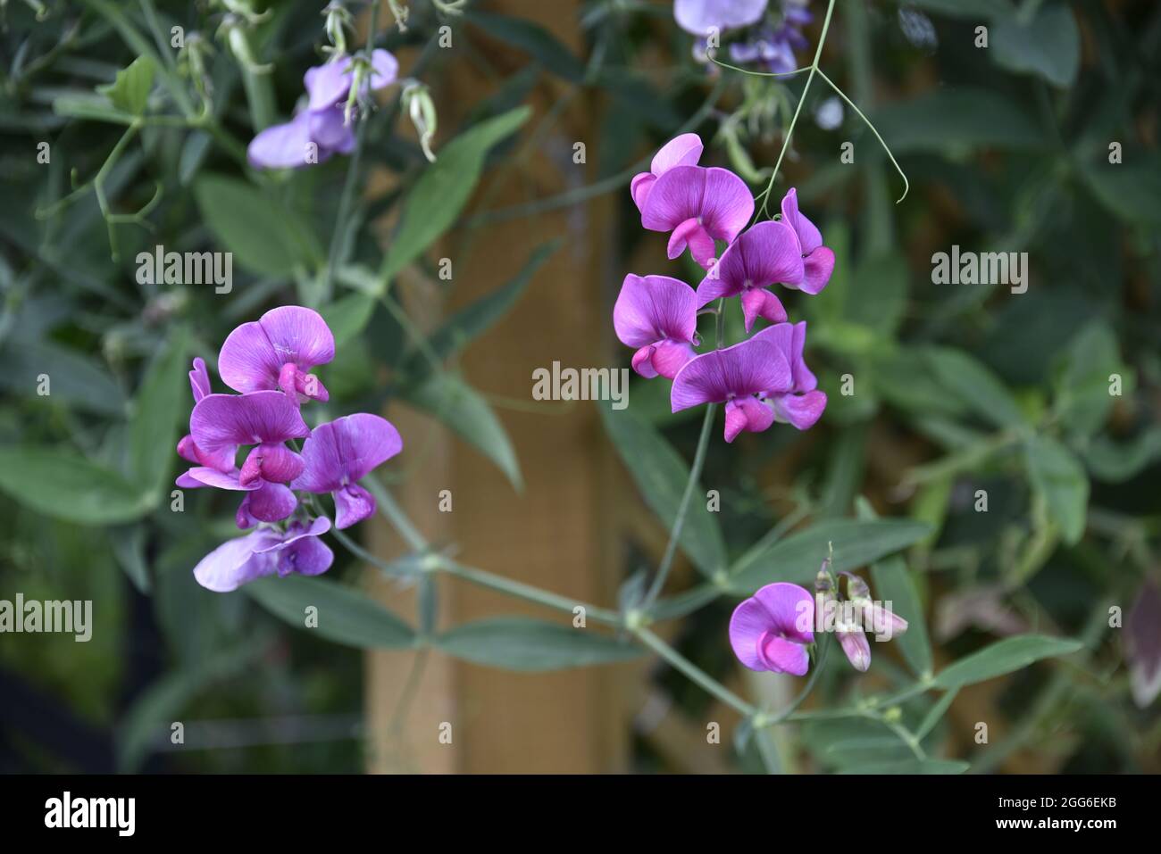 Flowering Purple Sweet Pea (Lathyrus odoratus) Plant Climbing Against a
