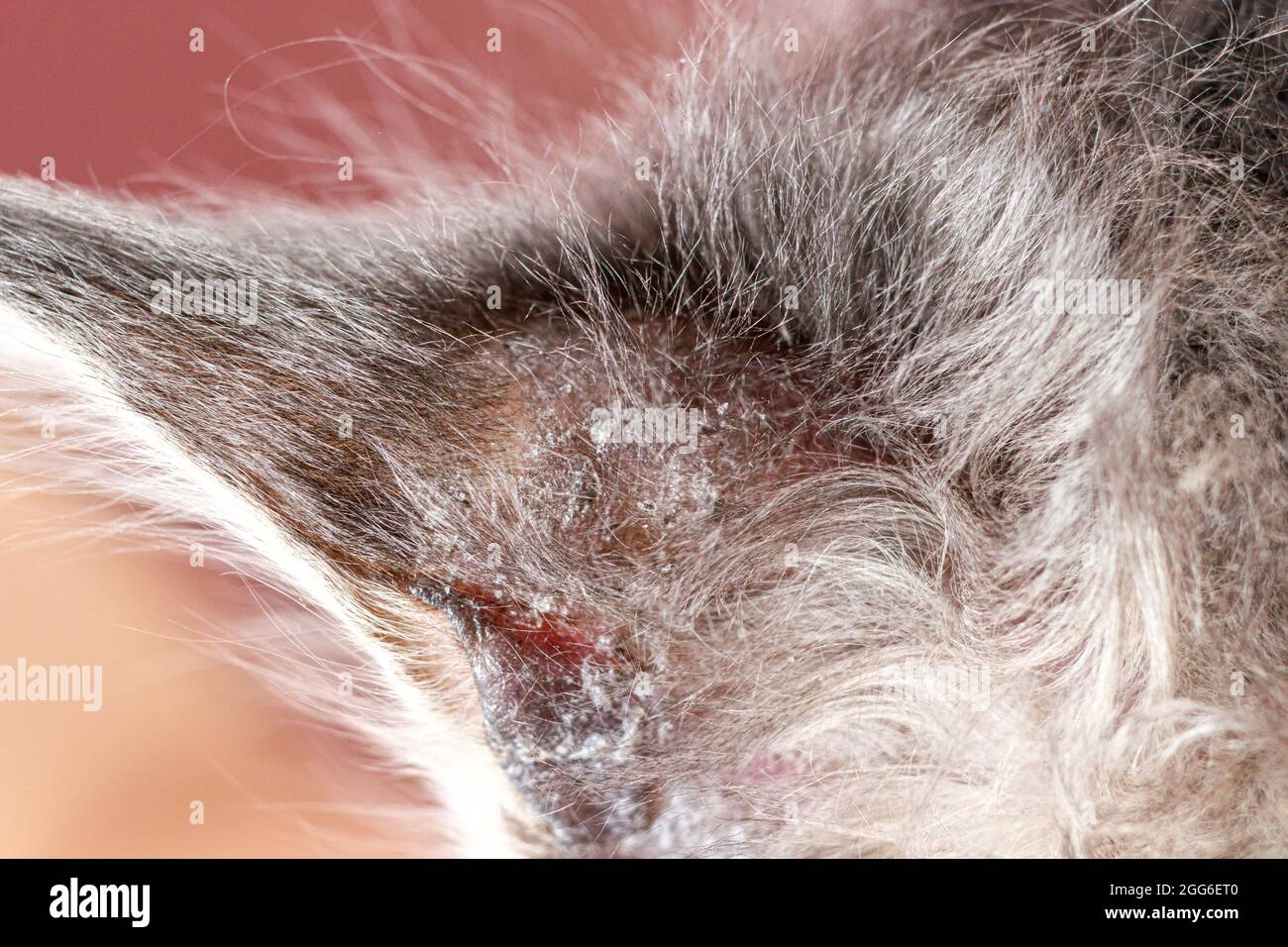 Close-up of a receding hairline on a cat's ear. Microsporia or lichen in a kitten, hair falls out and skin peels off. Stock Photo