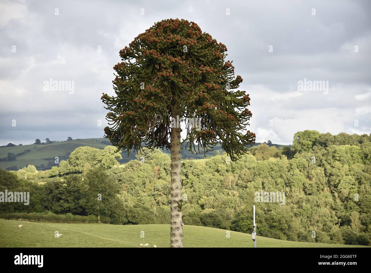 Monkey Puzzle Tree (Araucaria araucana) in Full Bloom Set Against a Welsh Countryside Landscape in August, UK Stock Photo