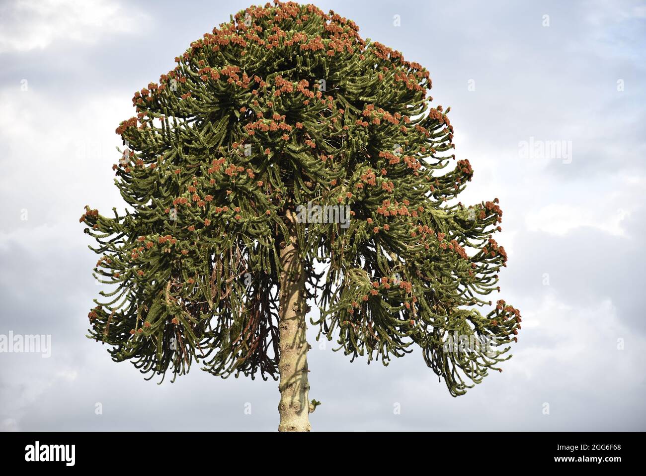 Close-Up Image of the Top of a Flowering Monkey Puzzle Tree (Araucaria araucana) in Wales, UK, in August Stock Photo