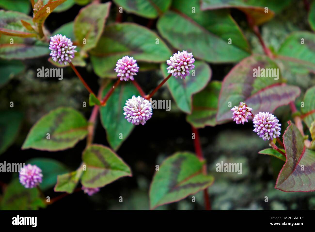 Pink globe amaranth flowers (Gomphrena globosa) Stock Photo