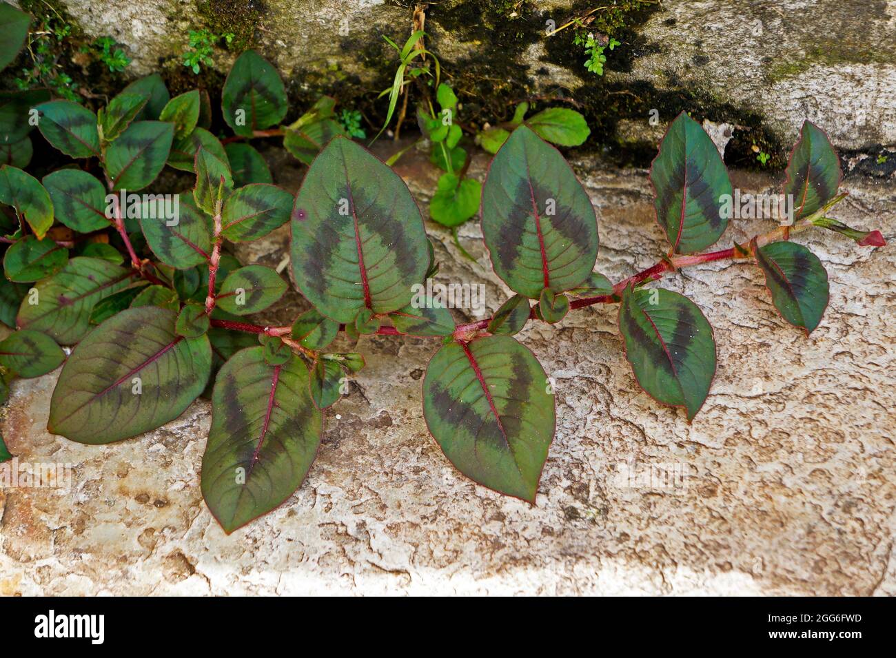Pink globe amaranth leaves (Gomphrena globosa) Stock Photo