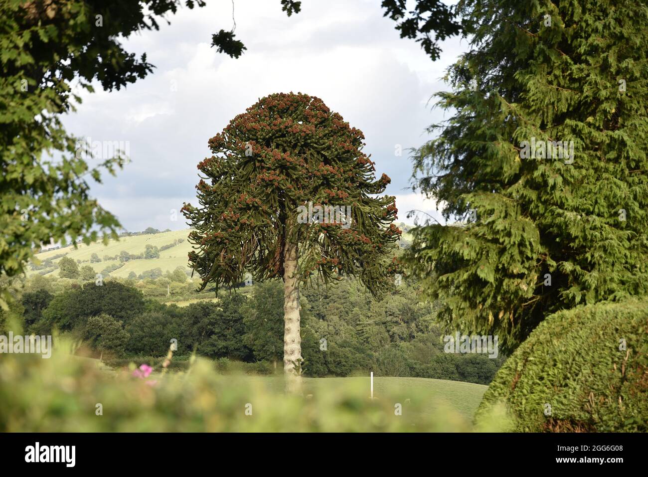 Landscape Image of a Flowering Monkey Puzzle Tree (Araucaria araucana) Framed by Green Trees and Hedges, Set Against a Welsh Countryside Background Stock Photo