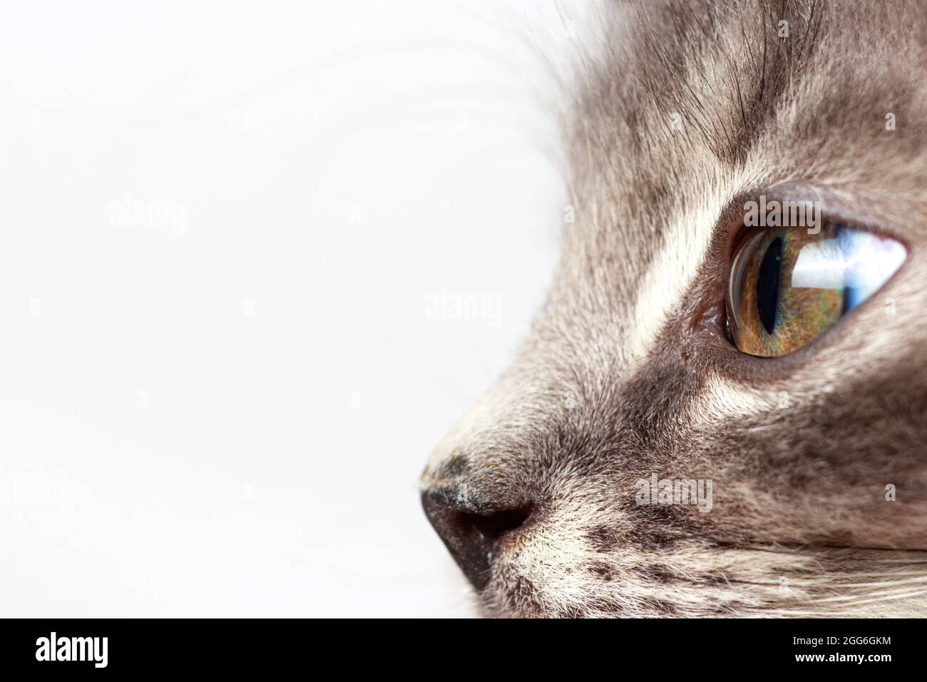 Eye kitten close-up macro. Ophthalmology for cats and veterinary clinic place for text on white Stock Photo