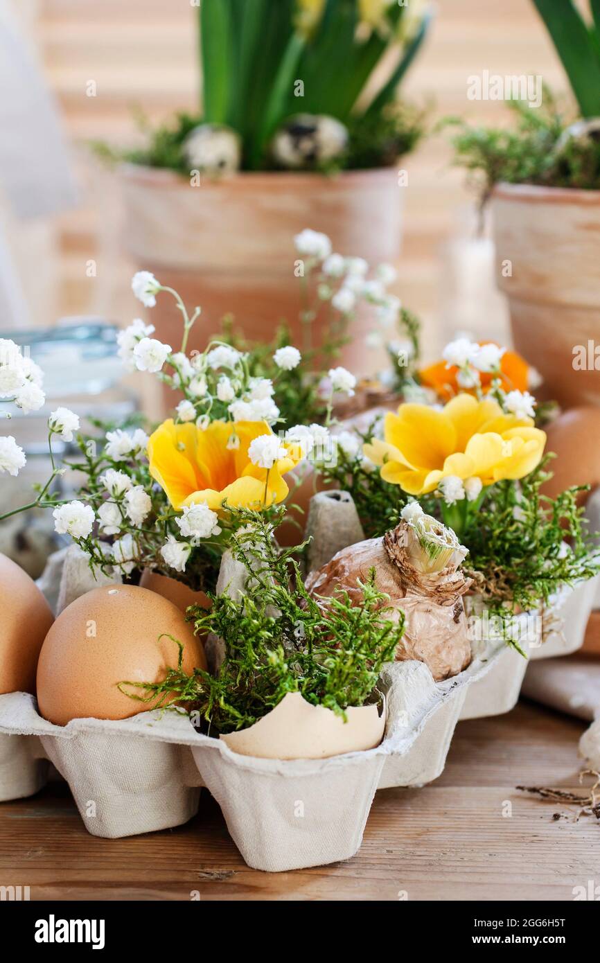 Easter floral arrangement with ordinary paper egg box, primula flowers ...