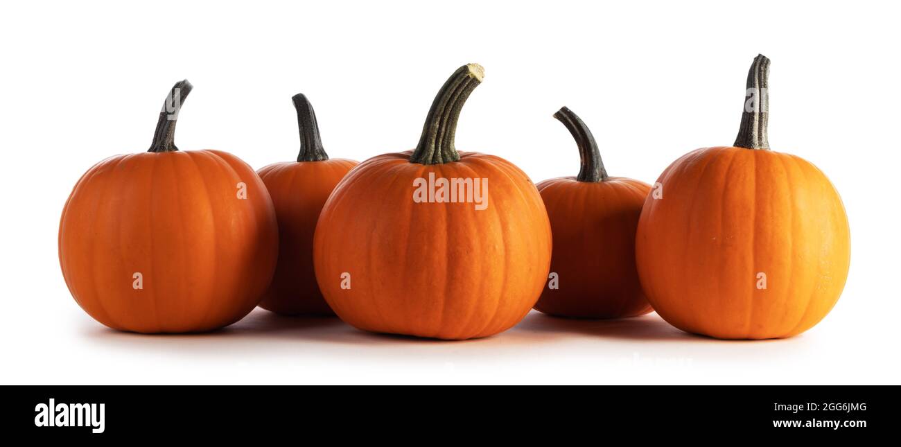 Whole orange pumpkins in a row isolated on white background Stock Photo ...