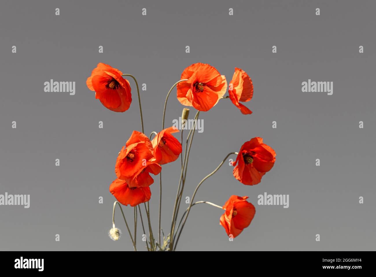 Red wild poppies against light gray background Stock Photo - Alamy