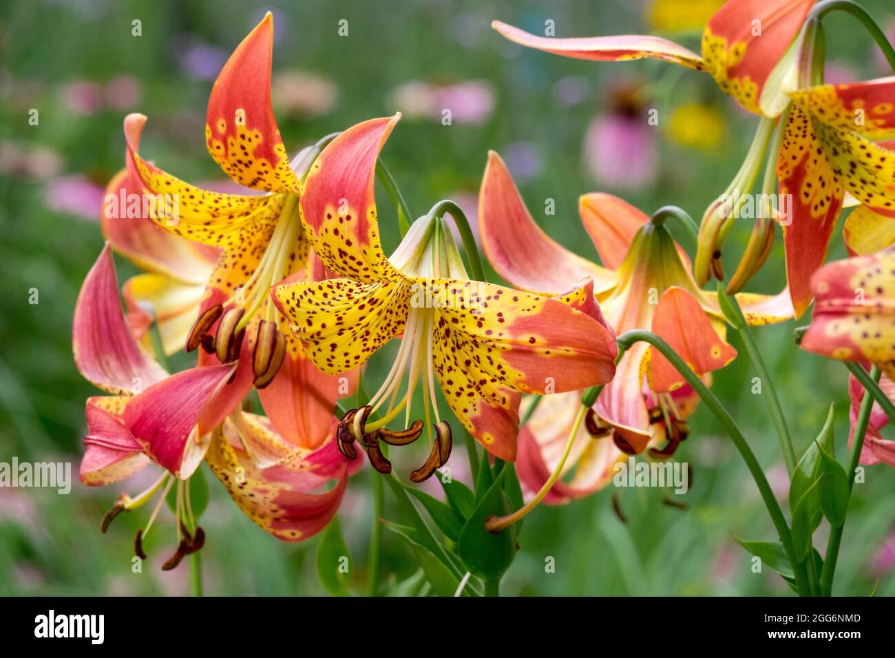 Lily,  Lilium  'Fusion', Lilies plants Stock Photo