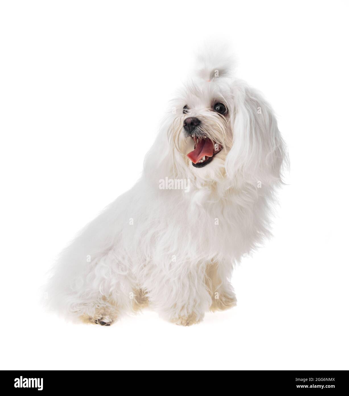 Beautiful and cute white bichon maltese dog over isolated background ...
