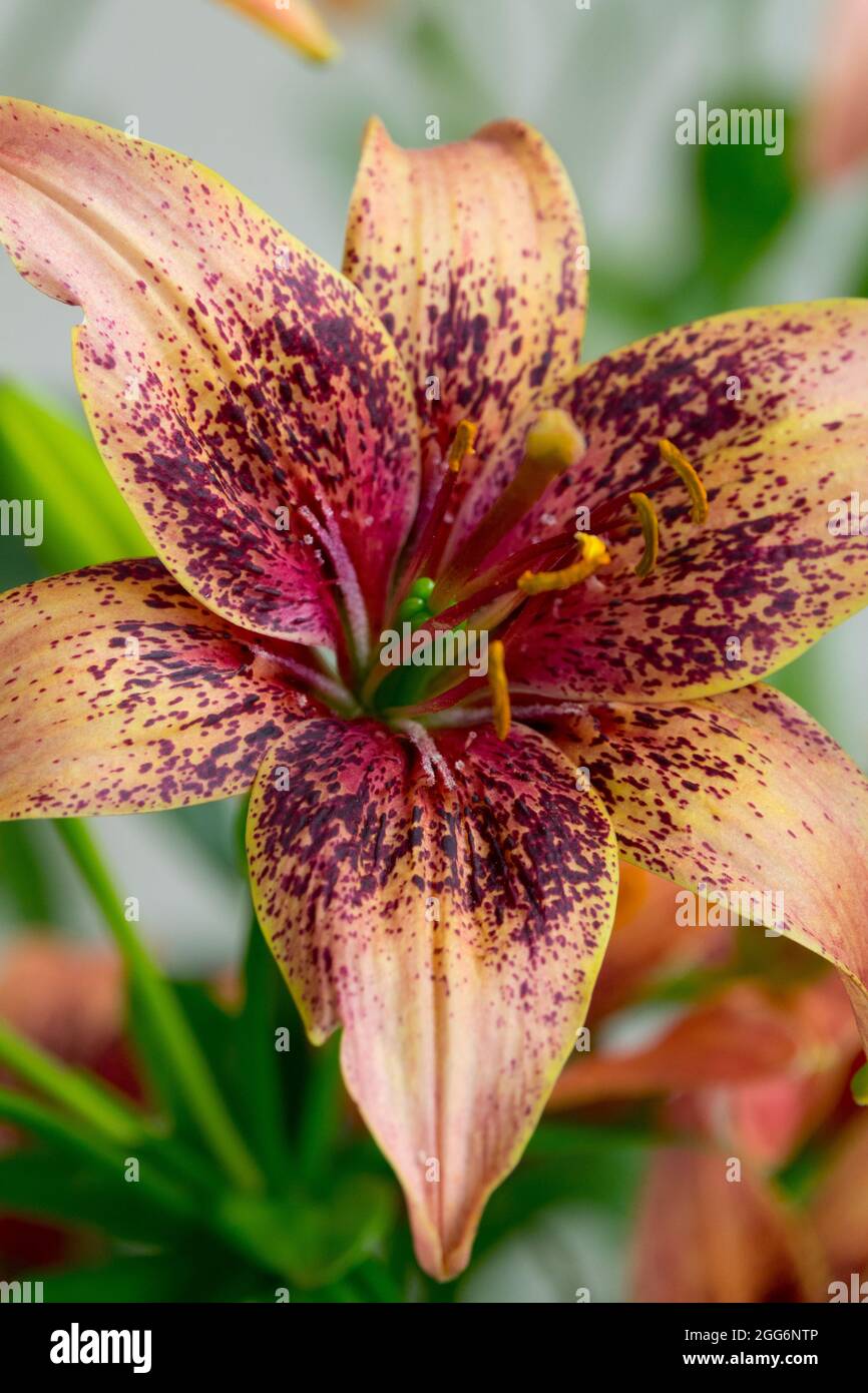 Asiatic Lily flower Lilium 'Whistler', Lilies Stock Photo Alamy