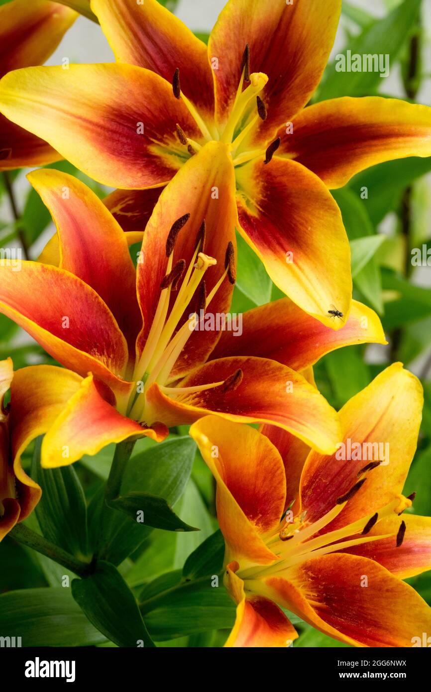 Asiatic Lily flowers Lilium  'Kaveri', Lilies Stock Photo