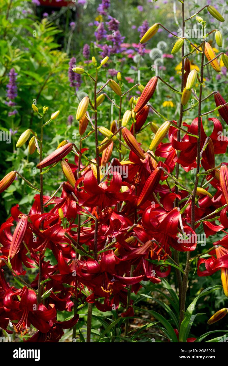 Asiatic Lily, Lilium " Red Velvet ", Lilies Stock Photo Alamy