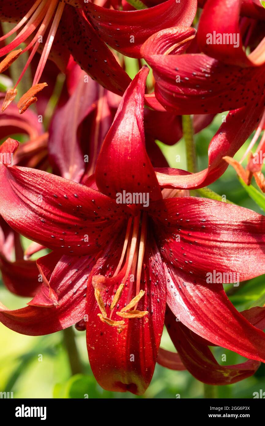 Asiatic Lily, Lilium 