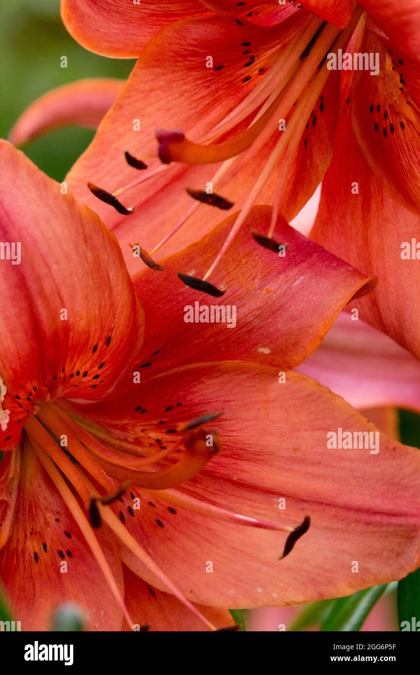Asiatic Lily, Lilium  'Pearl Lorraine, Lilies Stock Photo