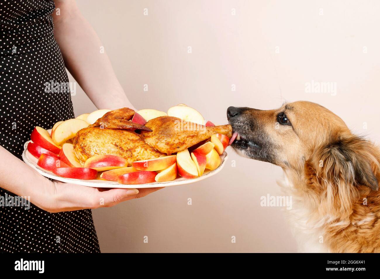 Dog stealing a roasted chicken. Animal food Stock Photo Alamy