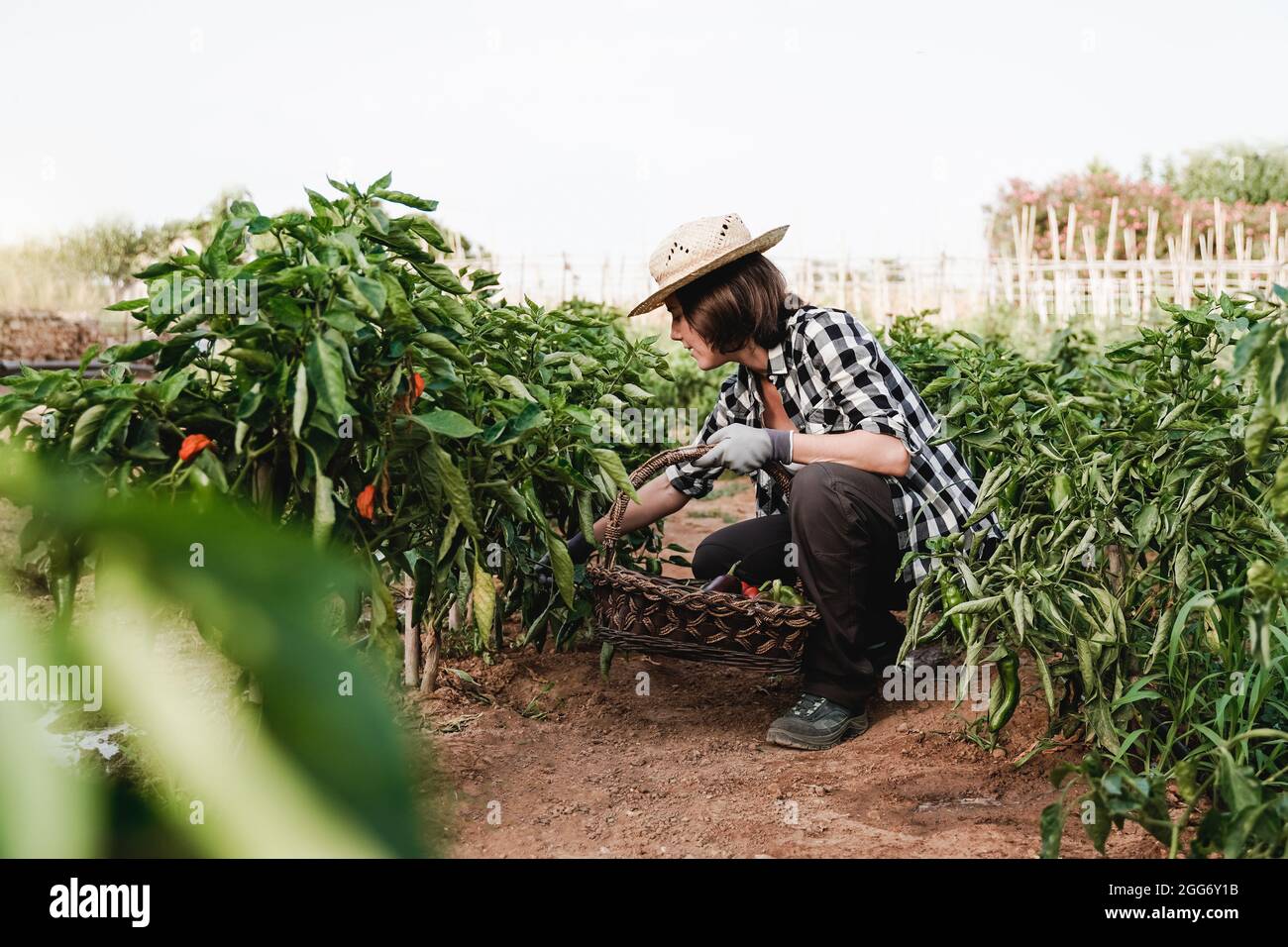 Young farmer woman working at countryside farmhouse picking up peppers - Bio agriculture lifestyle concept Stock Photo
