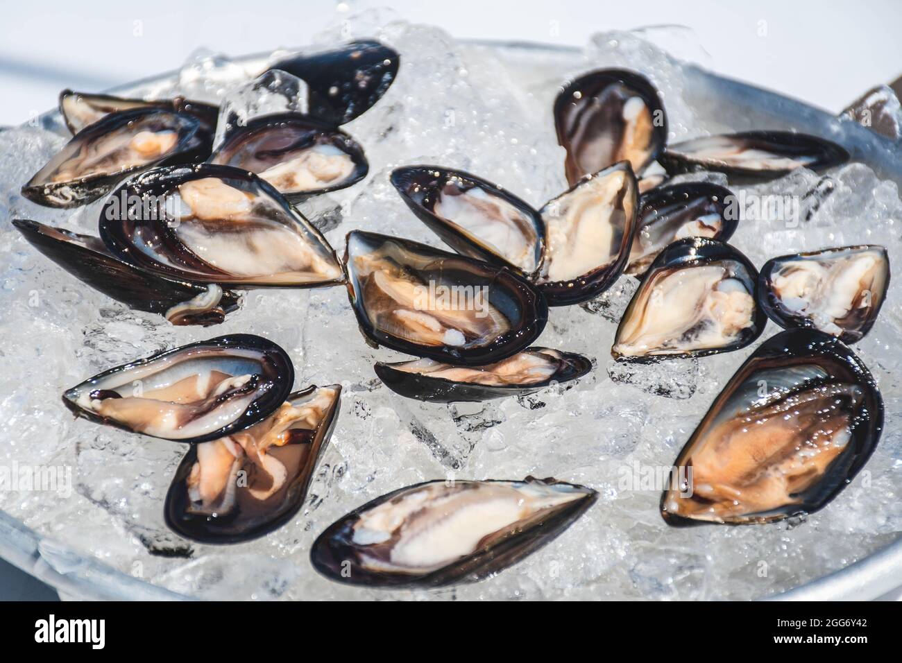 Opened by hand black raw mussels mollusk on the ice ready to eat in a plate in a fish market, sea fruits, sushi Stock Photo