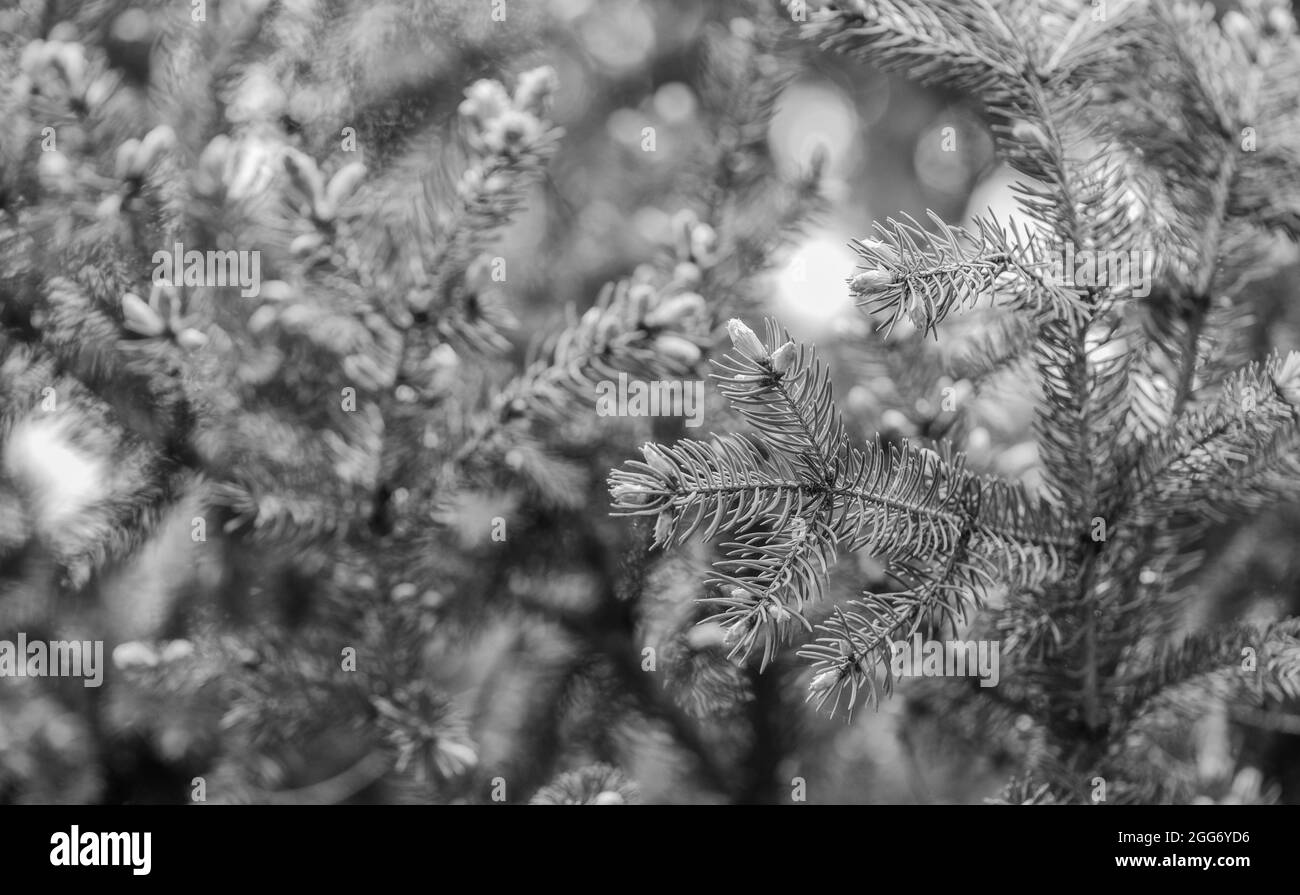 Christmas is coming. Branches of pine spruce close up. Coniferous evergreen spruce tree. Immortality eternal life. Spruce or conifer plant. Spruce fir Stock Photo