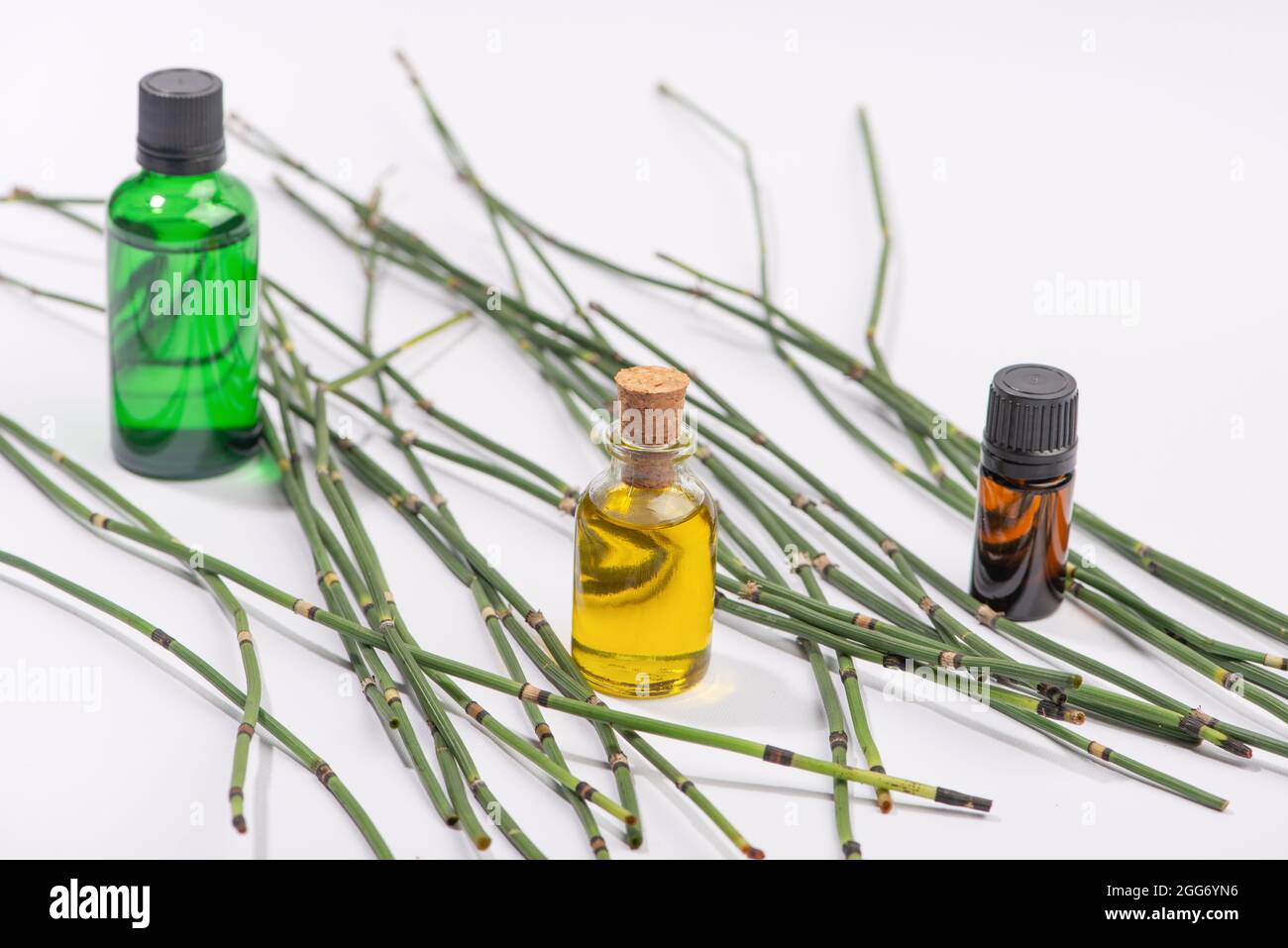 Water horsetail, swamp horsetail oil and extract on white background
