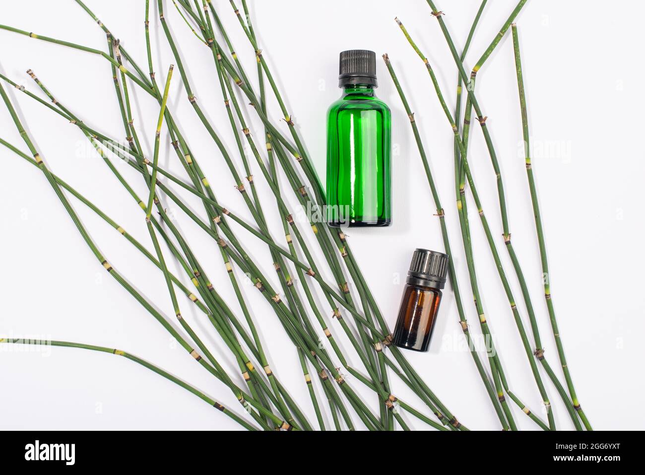 Water horsetail, swamp horsetail oil and extract on white background