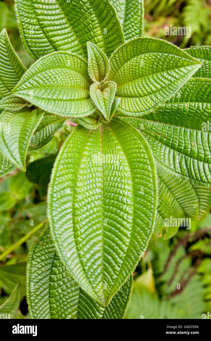 Corrugated leaves of a herbaceous plant growing in the rainforested interior of Dominica in the West Indies Stock Photo
