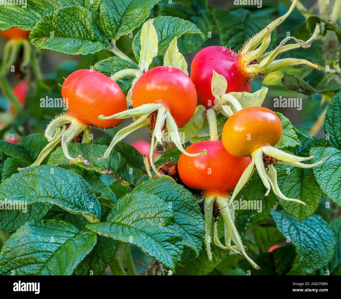 Large hips of Rosa rugosa used as an ornamental hedging plant for its blousy pink flowers and orange fruits - Somerset UK Stock Photo