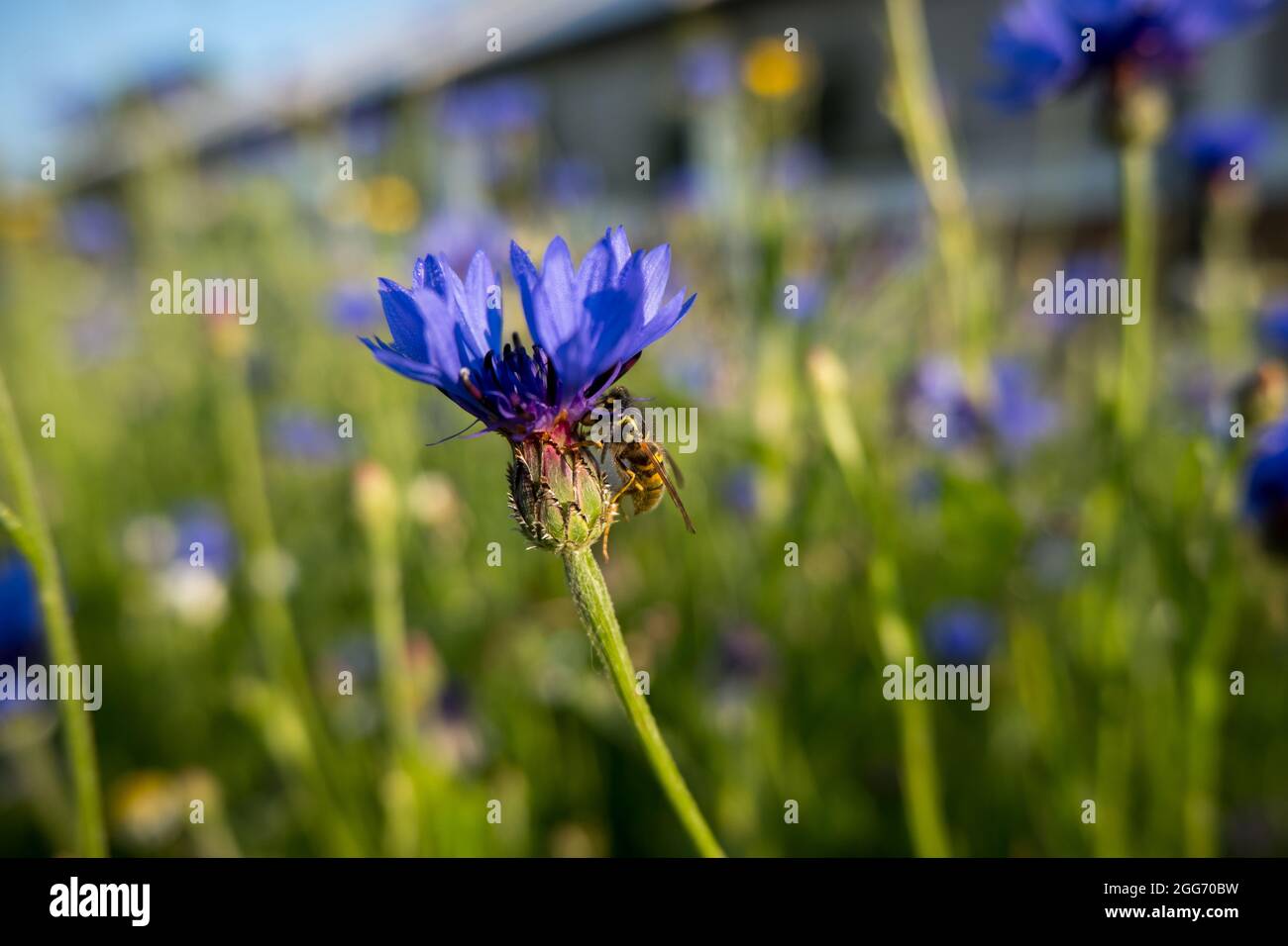 Bee on cornflower Stock Photo