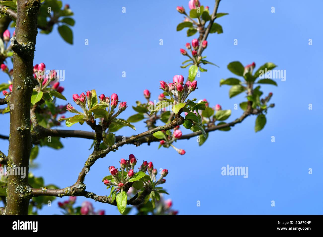 Pink apple tree blossoms hires stock photography and images Alamy
