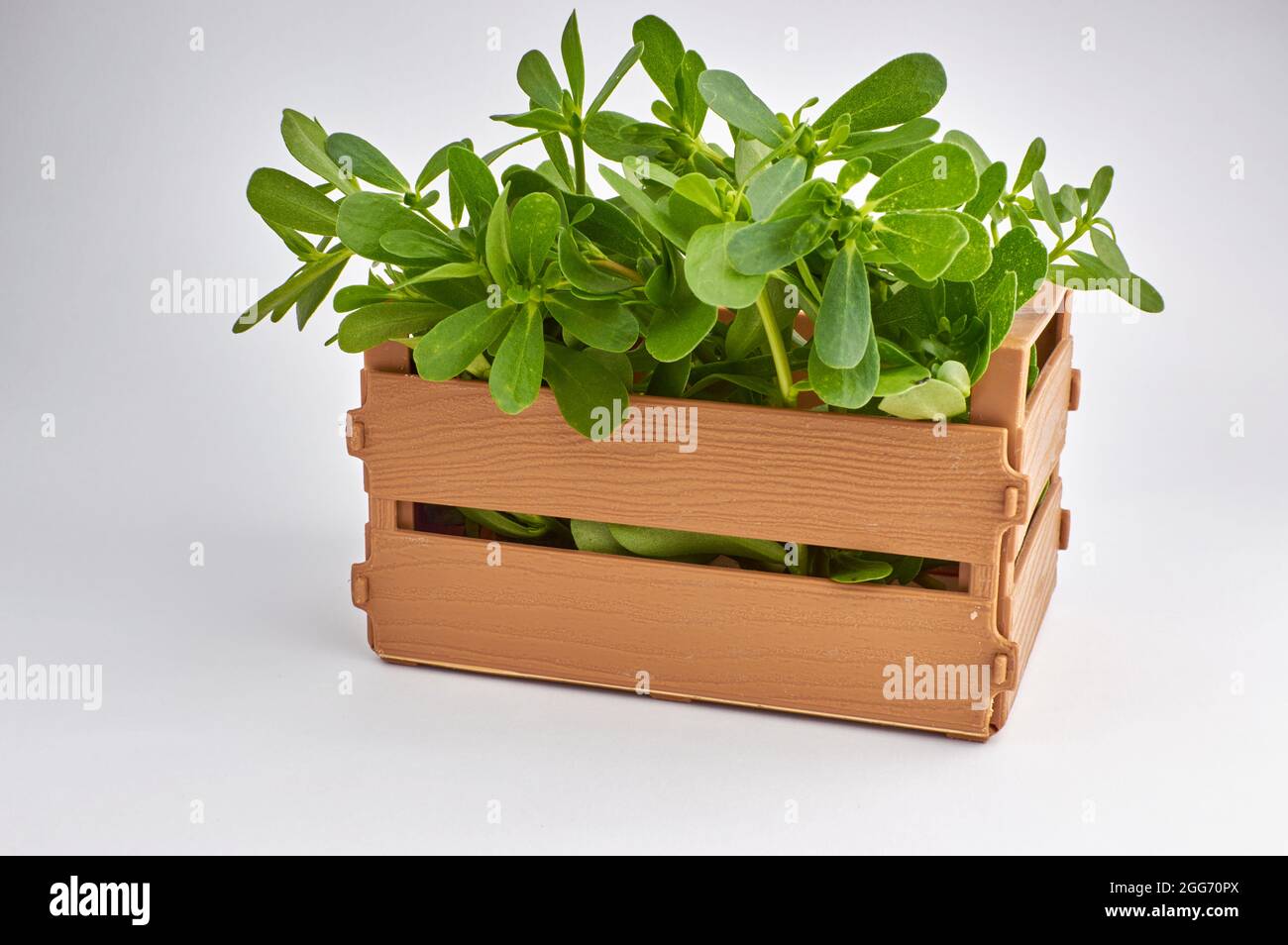 Fresh purslane plant in a wooden crate on a white background Portulaca oleracea Stock Photo