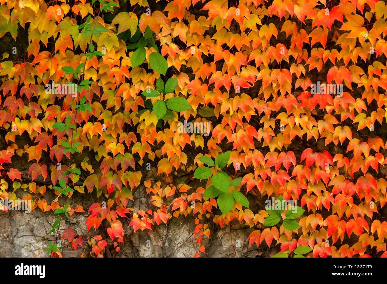 autumnal background with colorful foliage of ivy plant on the stone wall. seasonal beauty in nature Stock Photo