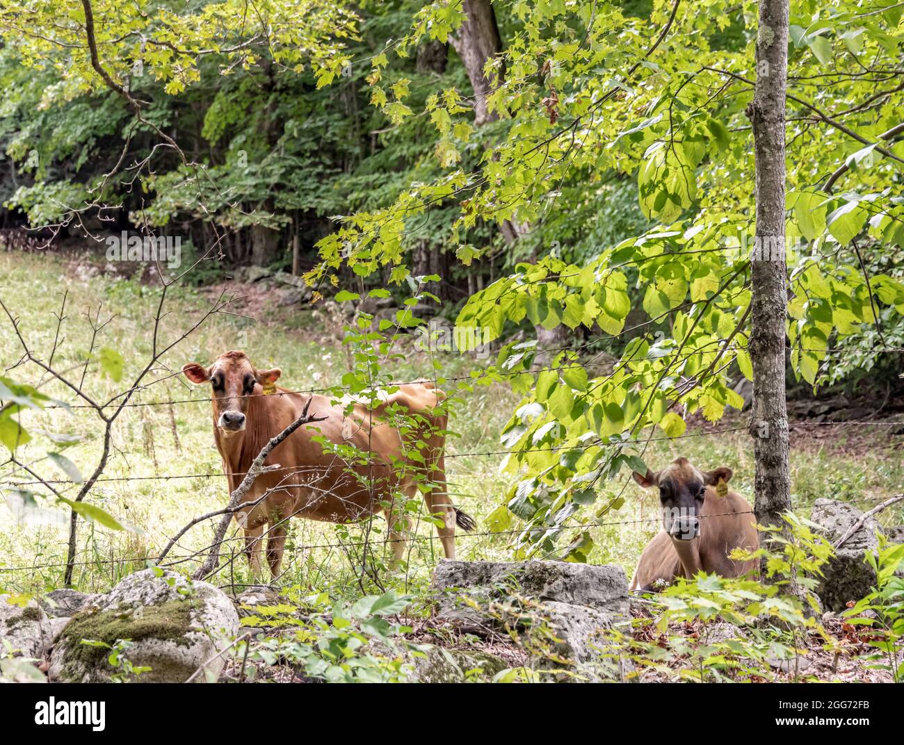 Cows in a New Hampshire field Stock Photo
