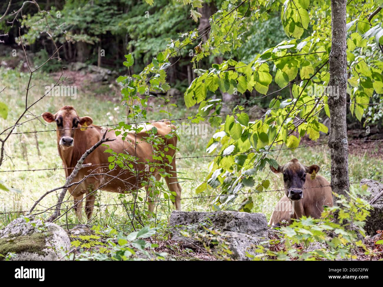 Cows in a New Hampshire field Stock Photo