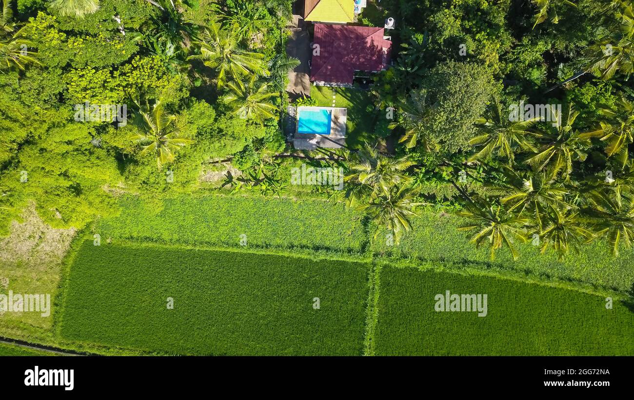 Pool With Rice Farm Aerial view of a house with pool surrounded by textured rice fields ...