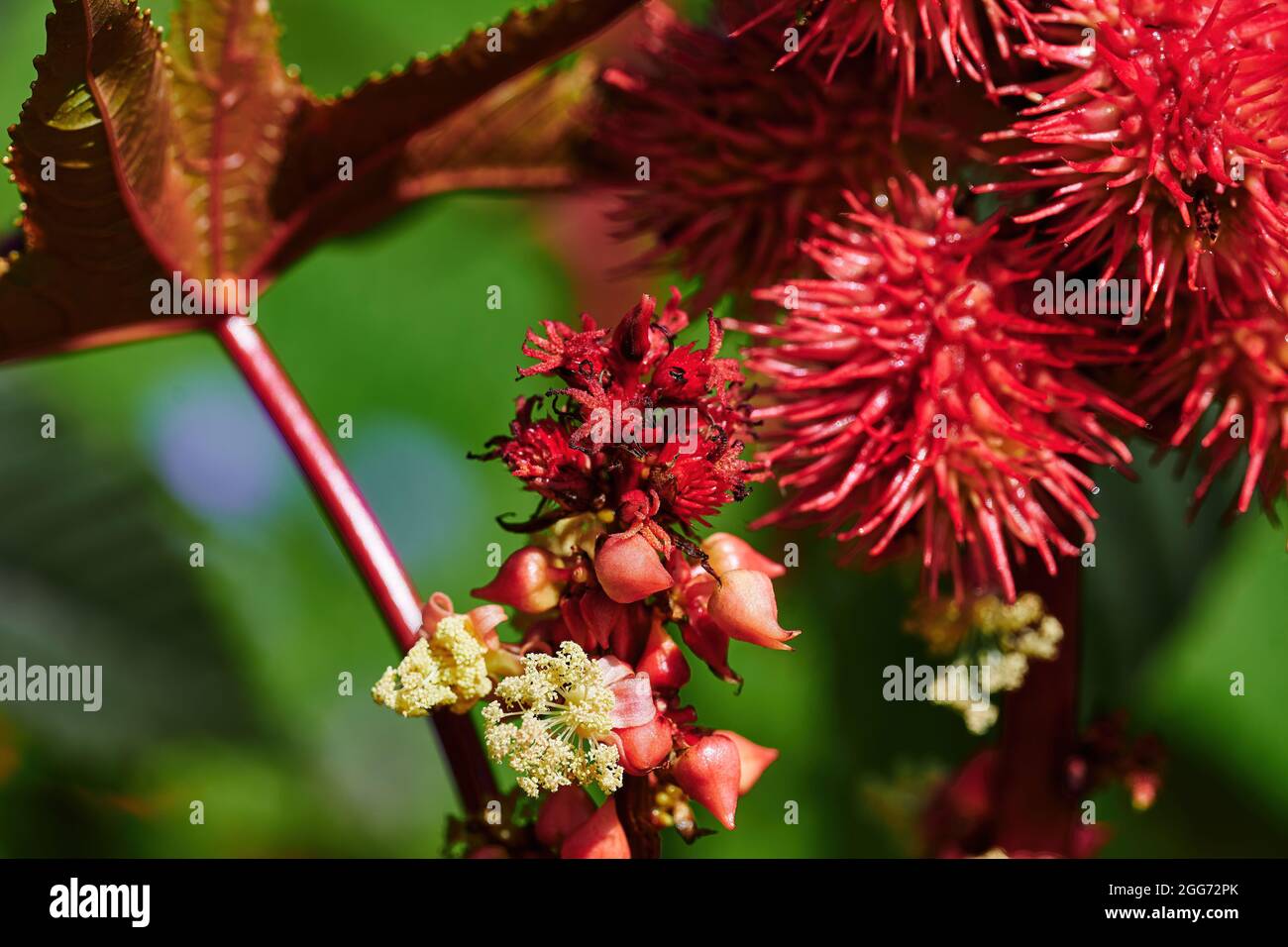 Blossoms and red fruits of a Castor oil plant (Ricinus communis) in the sunshine. Stock Photo