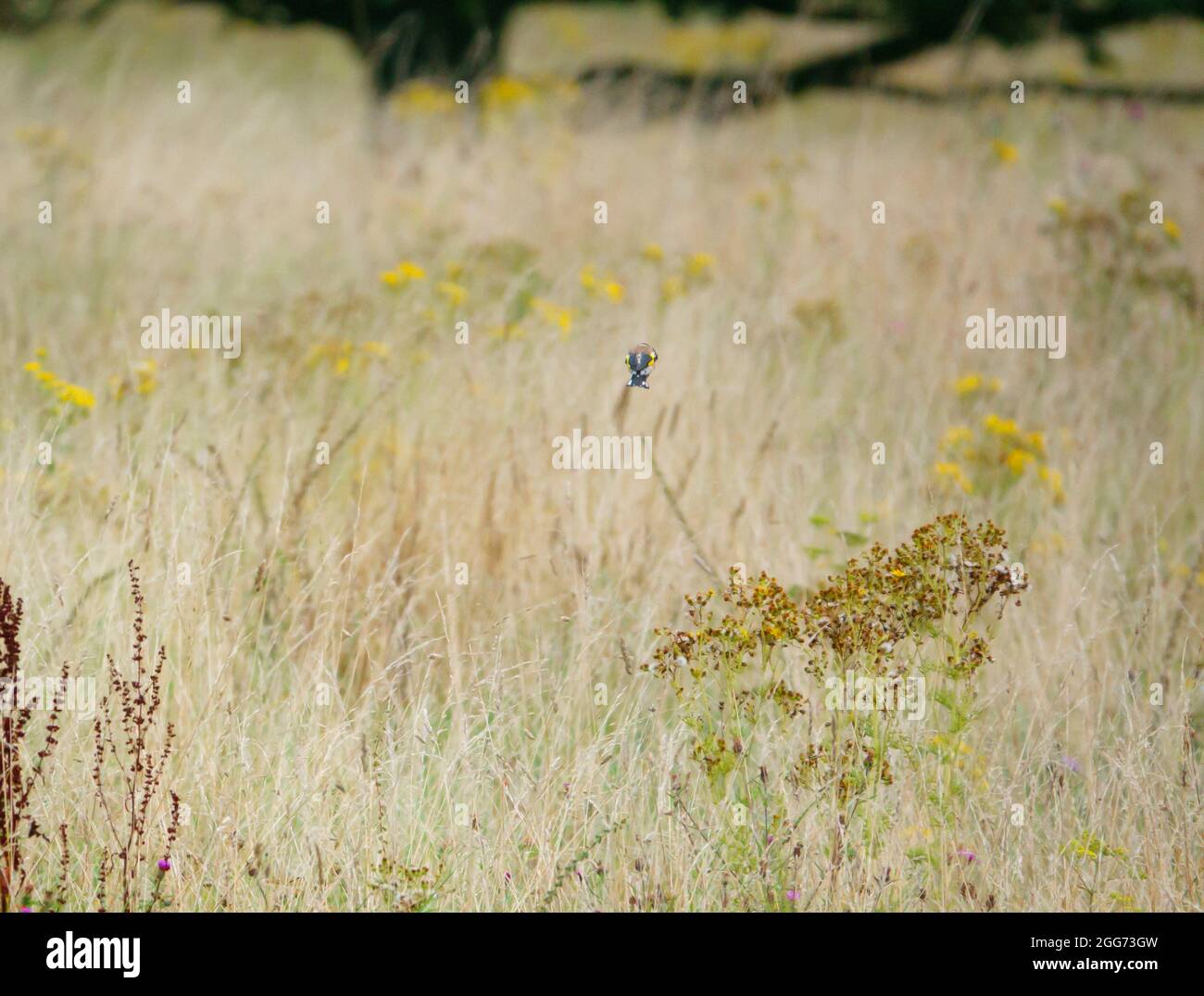 Gold linnet hi-res stock photography and images - Alamy
