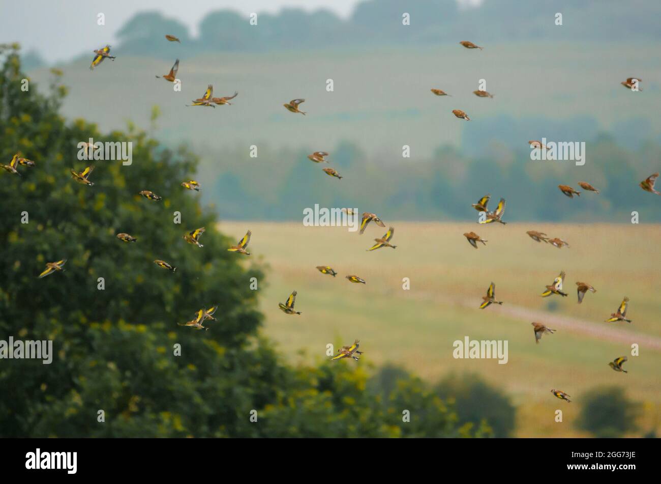 a large flock of Goldfinches (Carduelis carduelis) with common linnet ...