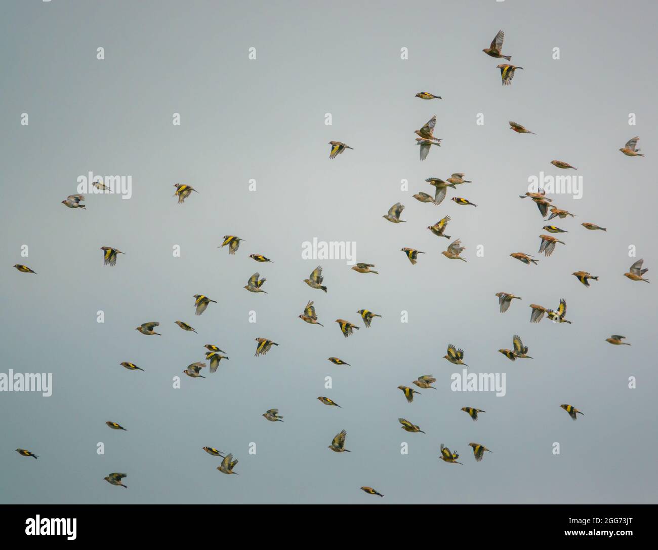 a large flock of Goldfinches (Carduelis carduelis) with common linnet ...