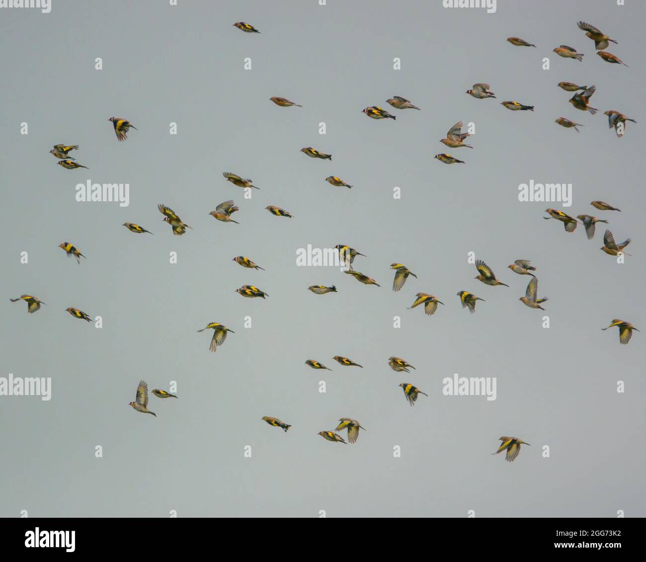 Gold linnet hi-res stock photography and images - Alamy
