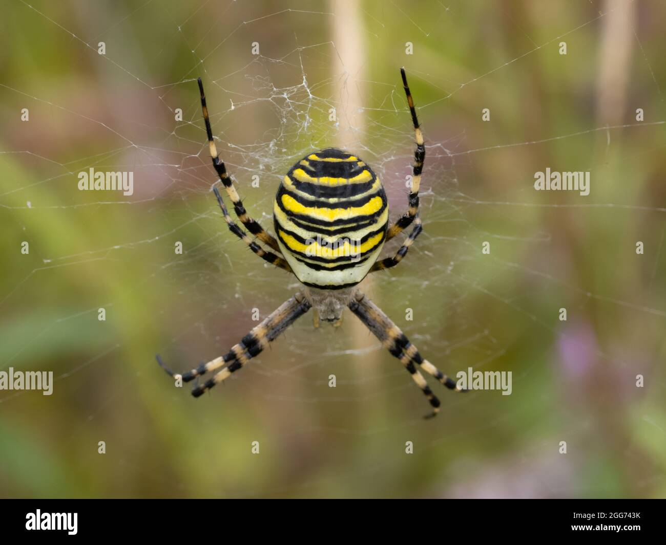 Argiope bruennichi a Wasp Spider in its web. Stock Photo