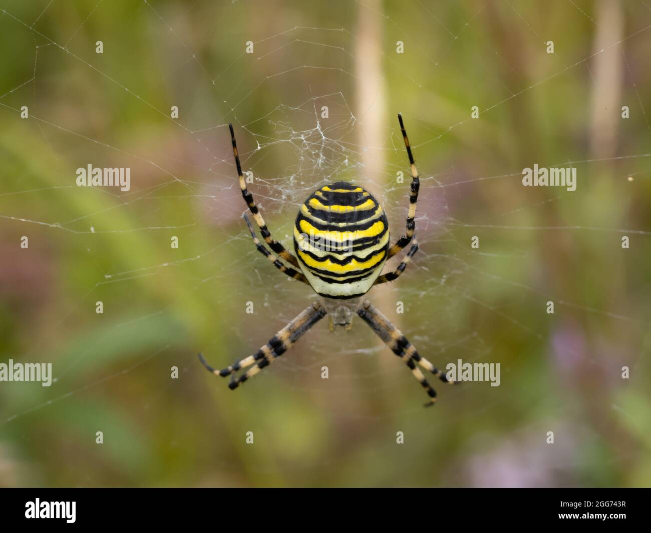 Argiope bruennichi a Wasp Spider in its web. Stock Photo