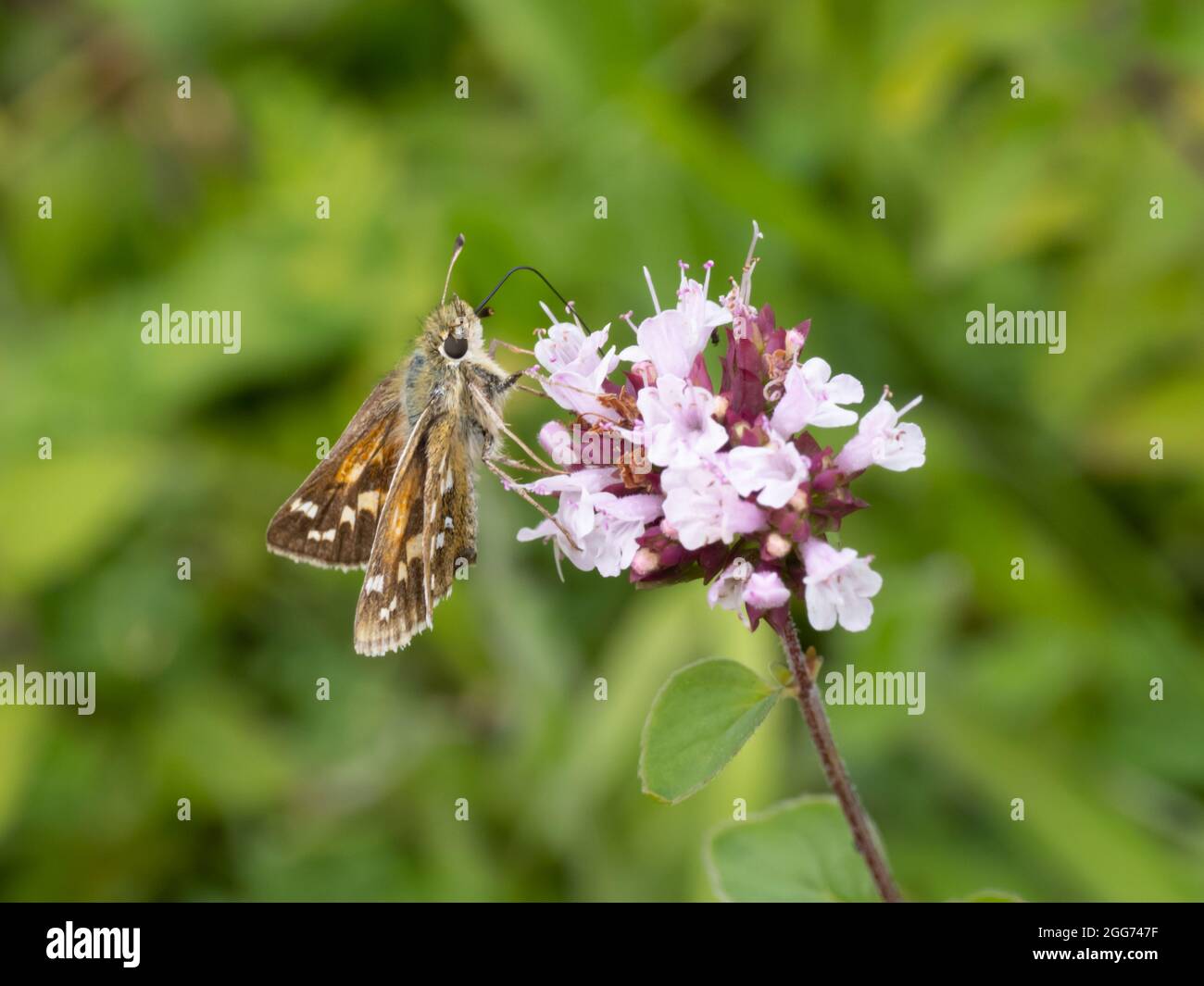 Epargyreus clarus, a Silver-spotted Skipper Butterfly perched on a Marjoram flower. Stock Photo
