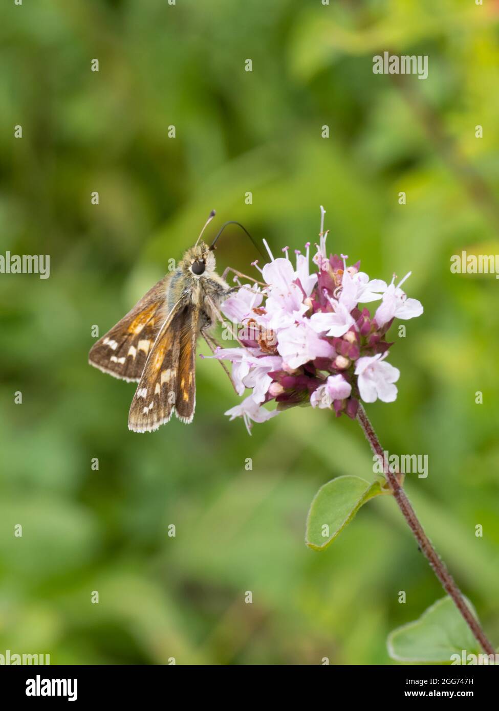 Epargyreus clarus, a Silver-spotted Skipper Butterfly perched on a Marjoram flower. Stock Photo